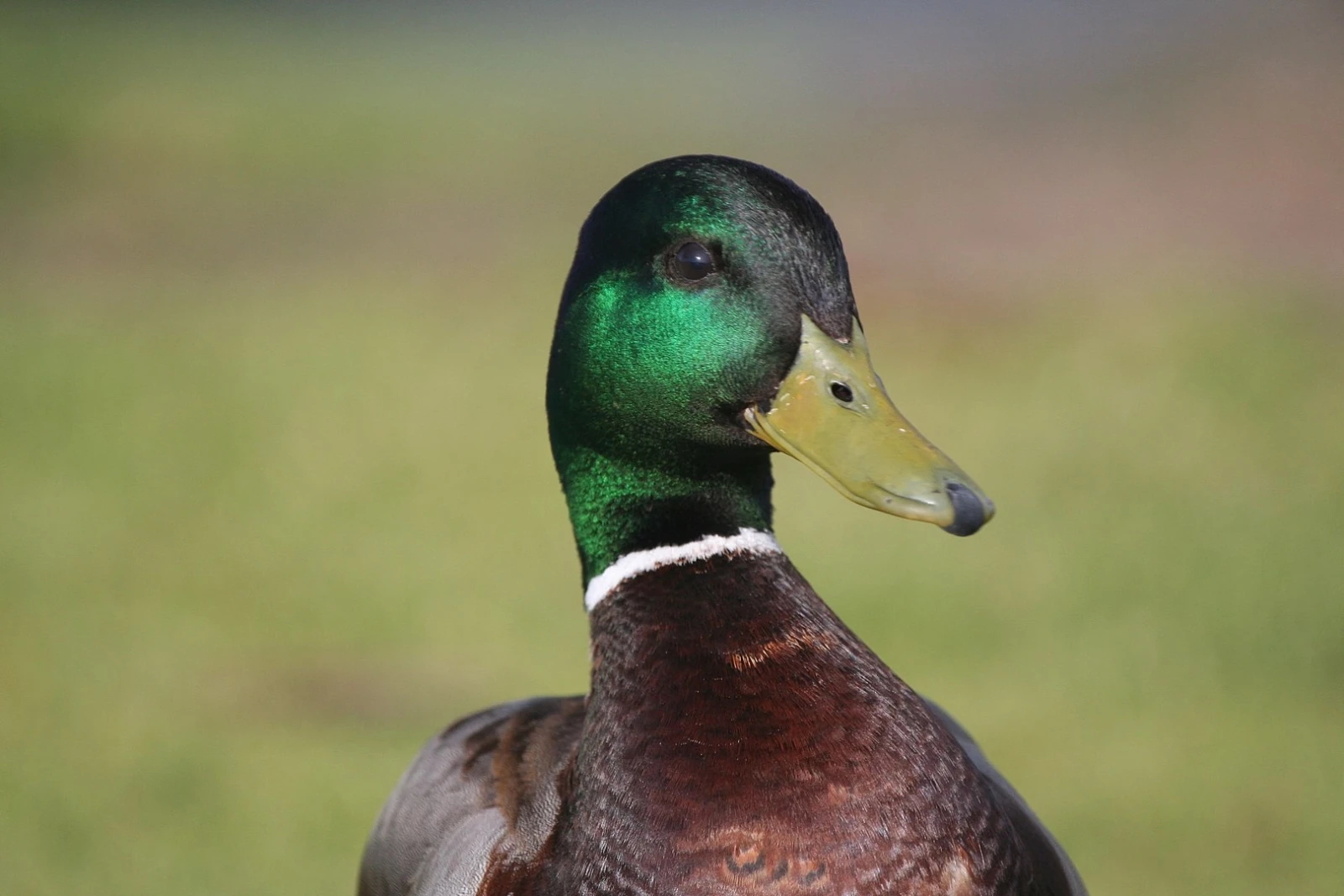 Mallard 30