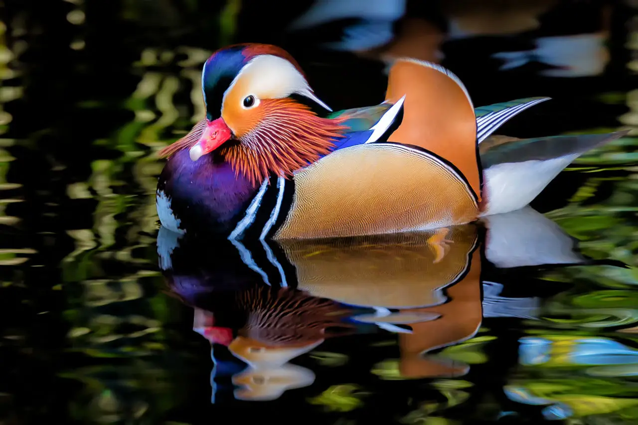 Le Canard mandarin : joyau ailé des zones humides