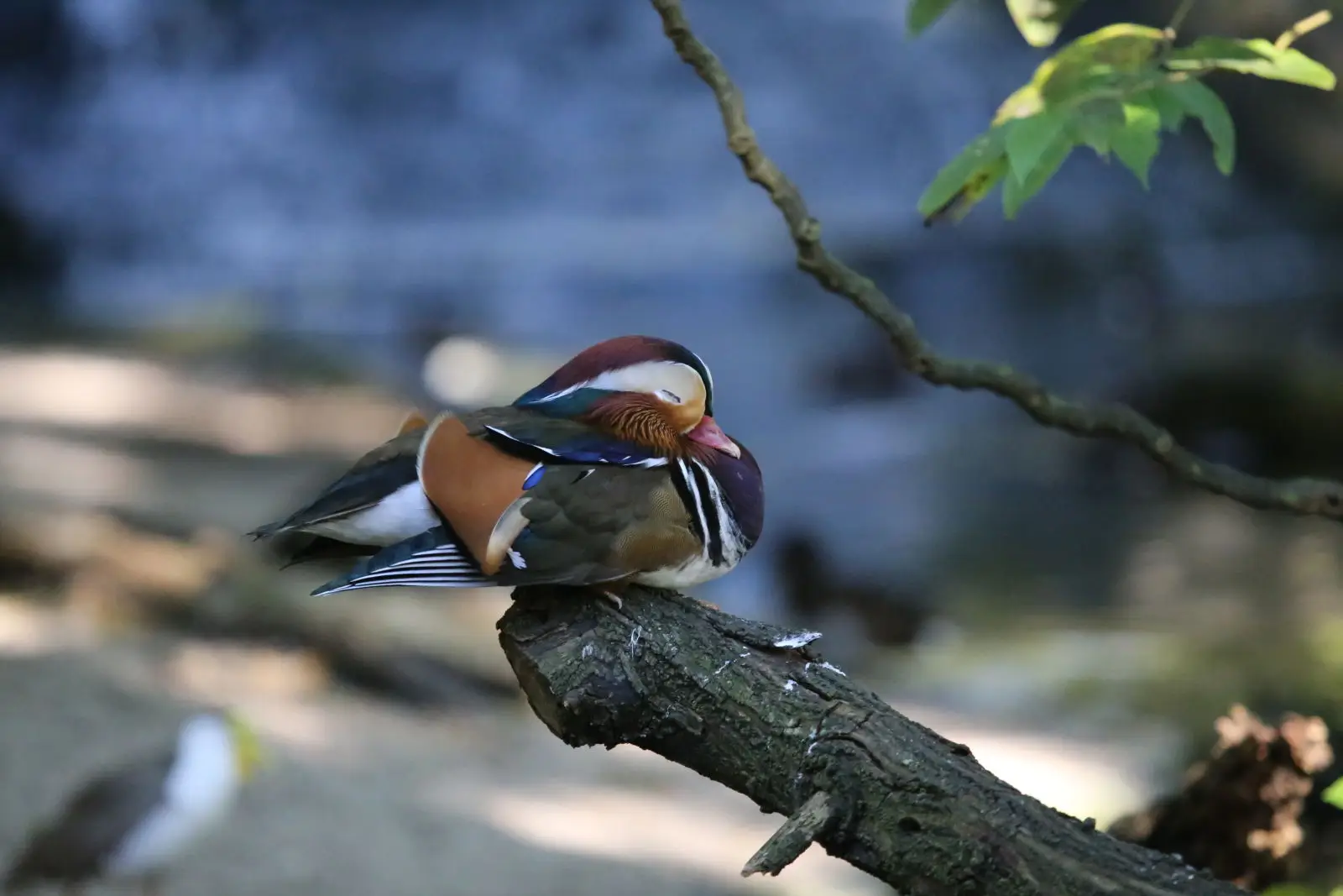 Canard mandarin
