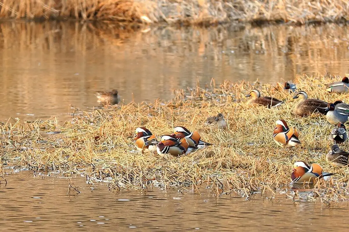 Canard mandarin