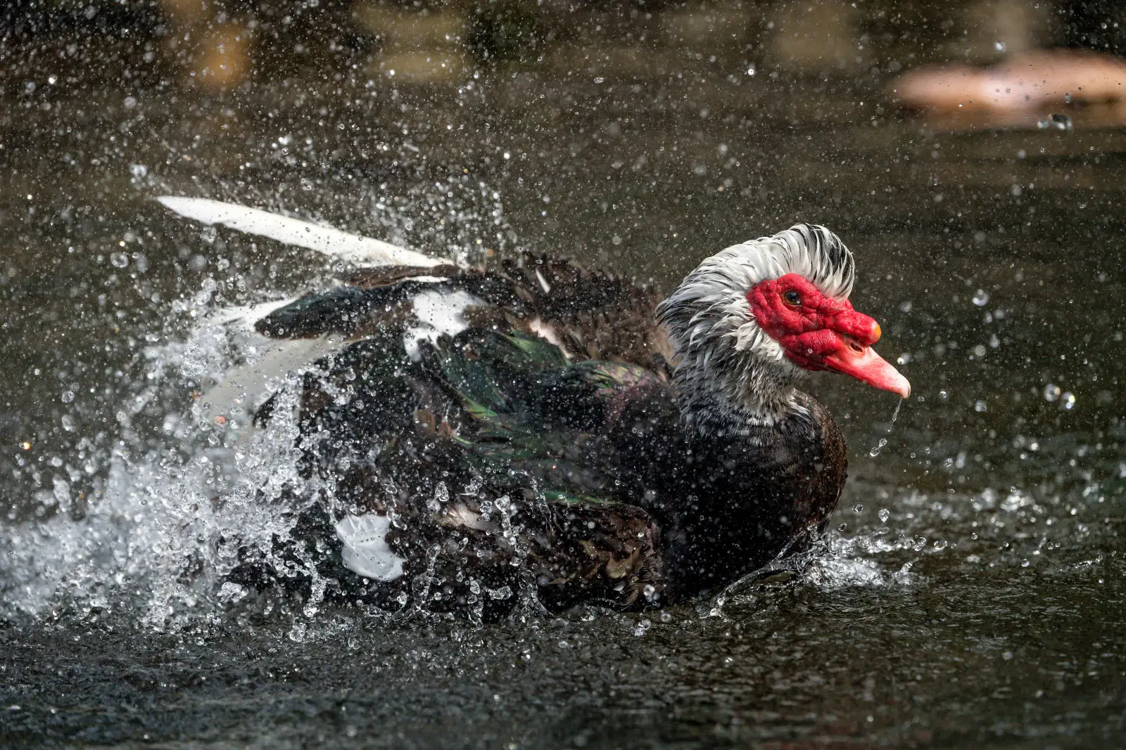 Muscovy-Duck 01