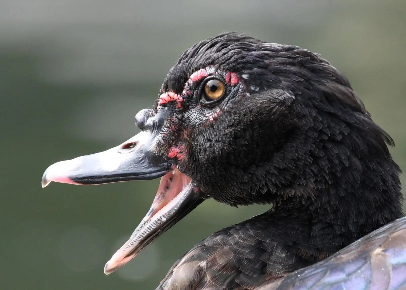 Muscovy-Duck 03