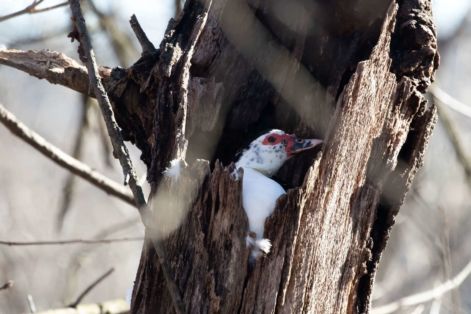 Muscovy-Duck 04