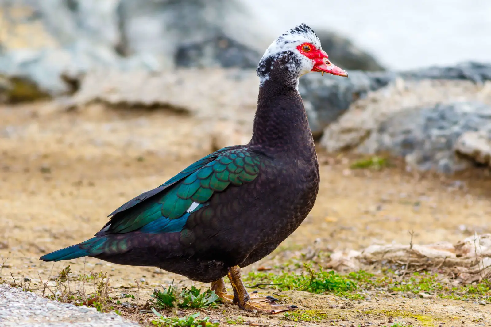 Muscovy-Duck 05