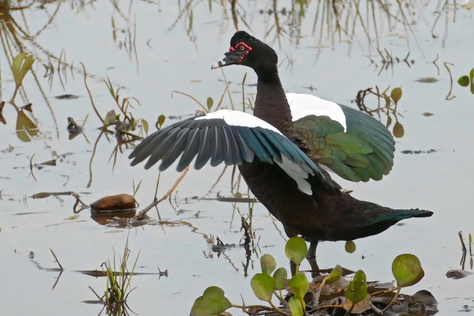 Muscovy-Duck 06