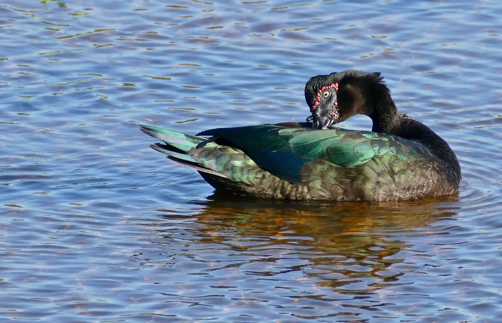 Muscovy-Duck 07