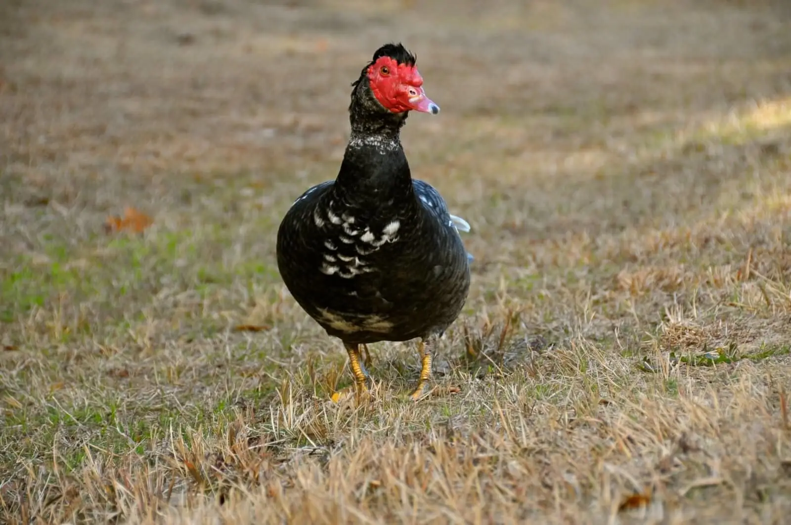 Muscovy-Duck 08