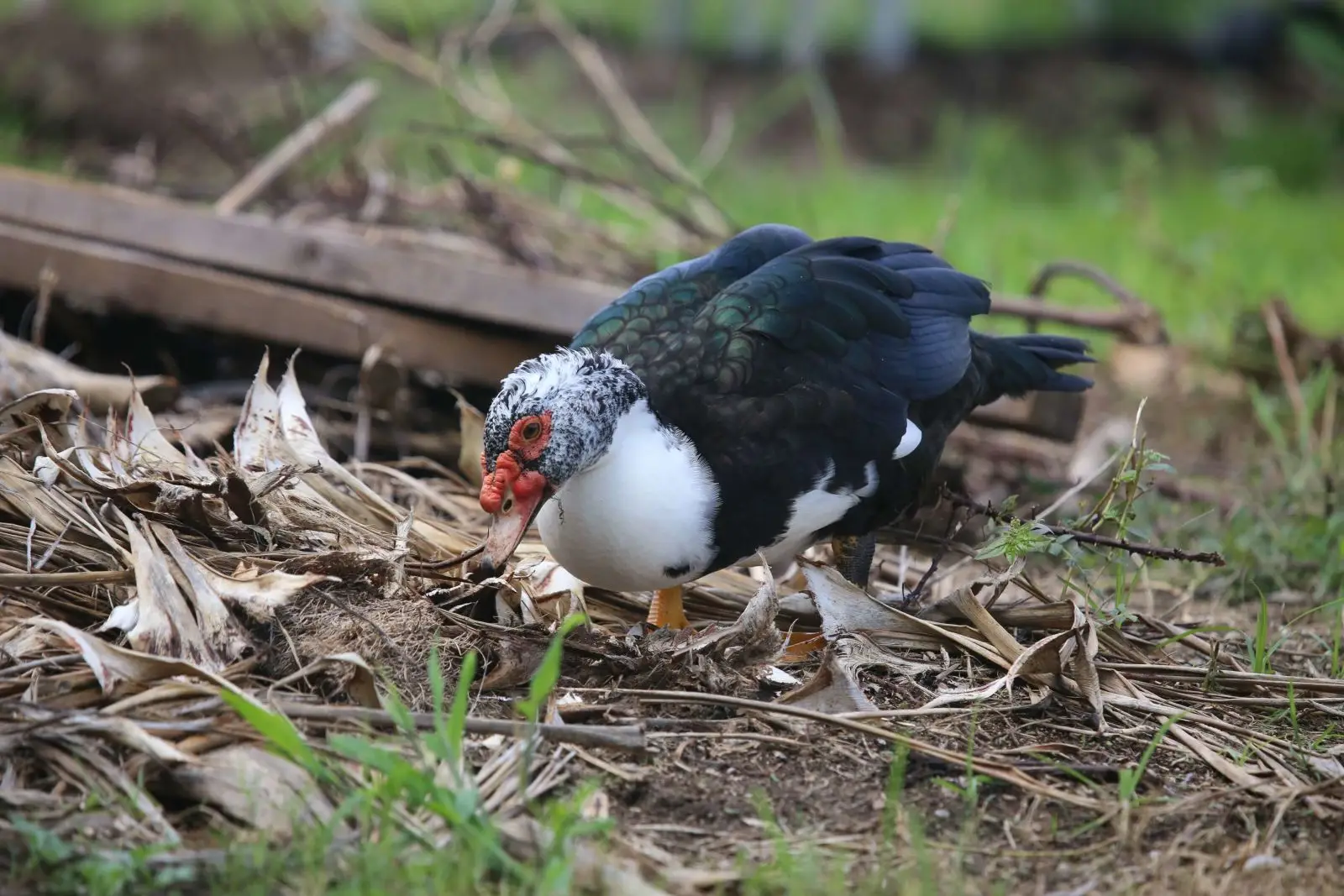 Muscovy-Duck 09