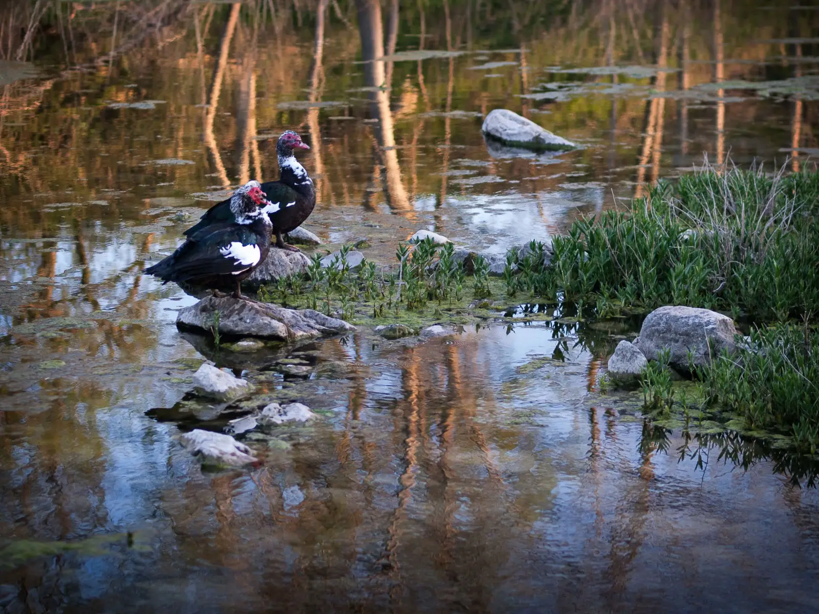 Muscovy-Duck 10