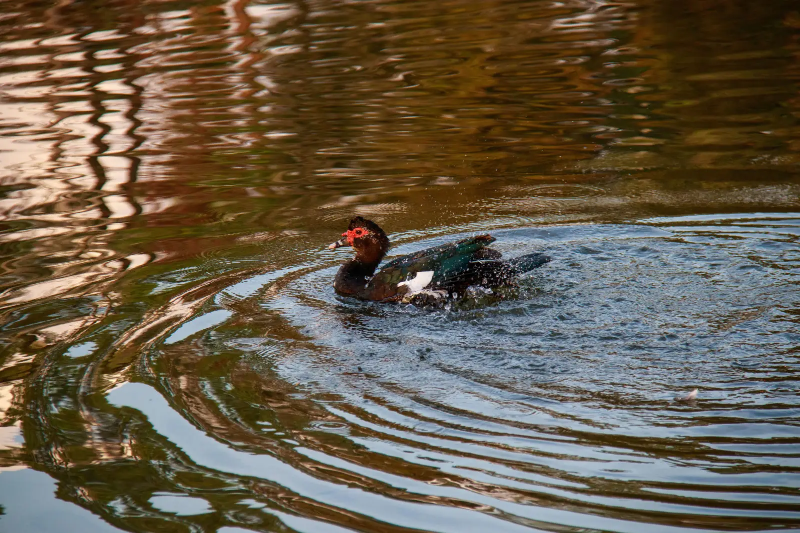 Muscovy-Duck 11