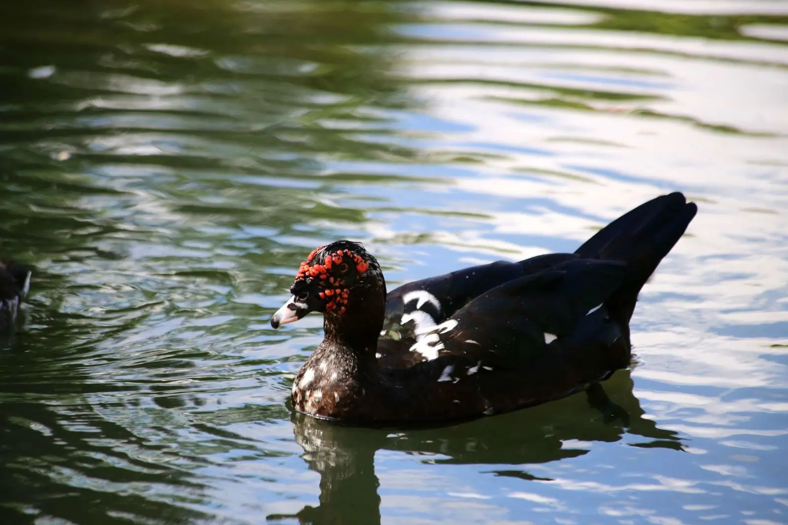 Muscovy-Duck 12