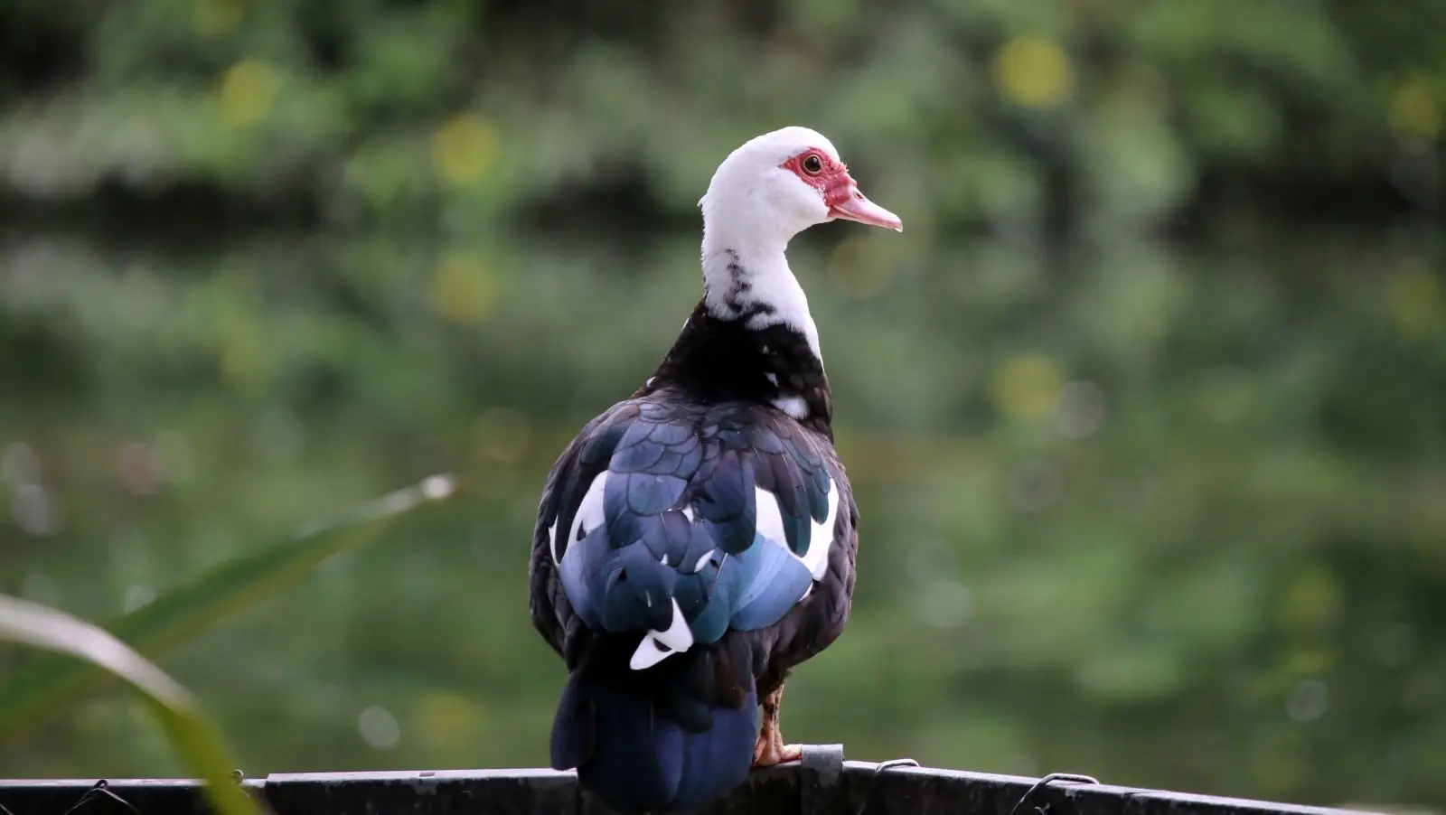 Muscovy-Duck 13