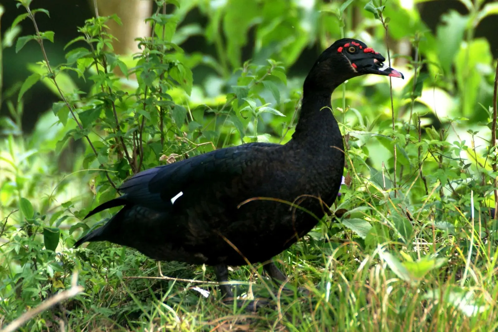 Muscovy-Duck 14