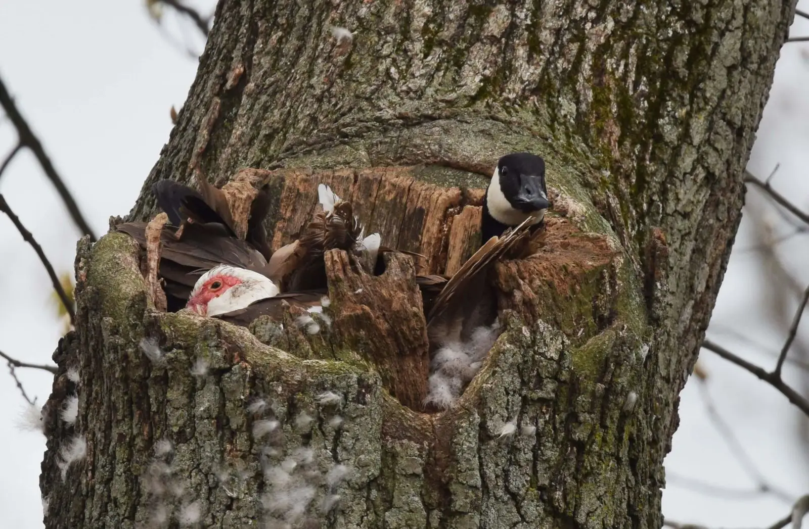 Muscovy-Duck 15