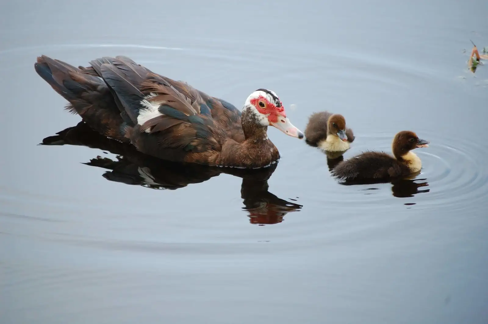 Muscovy-Duck 16