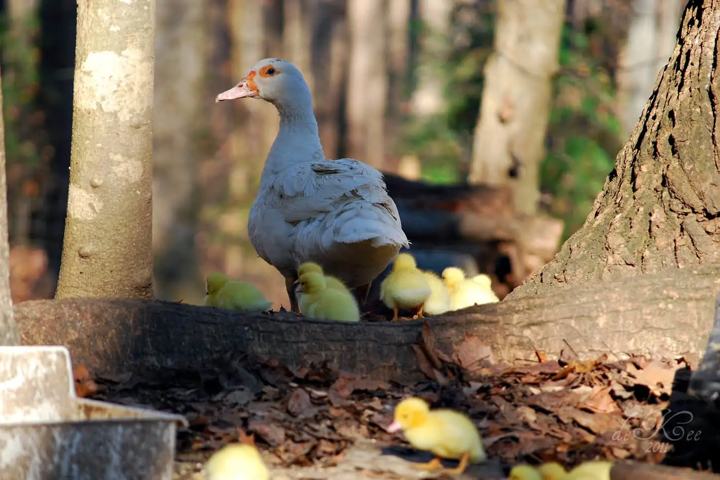 Muscovy-Duck 17
