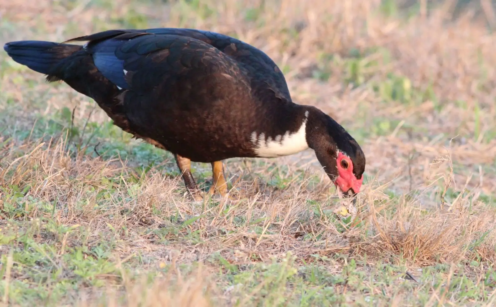 Muscovy-Duck 18