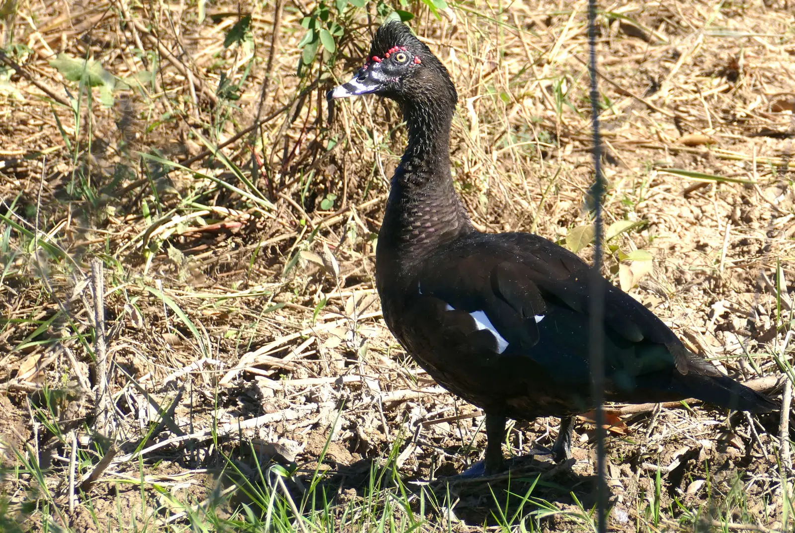 Muscovy-Duck 19