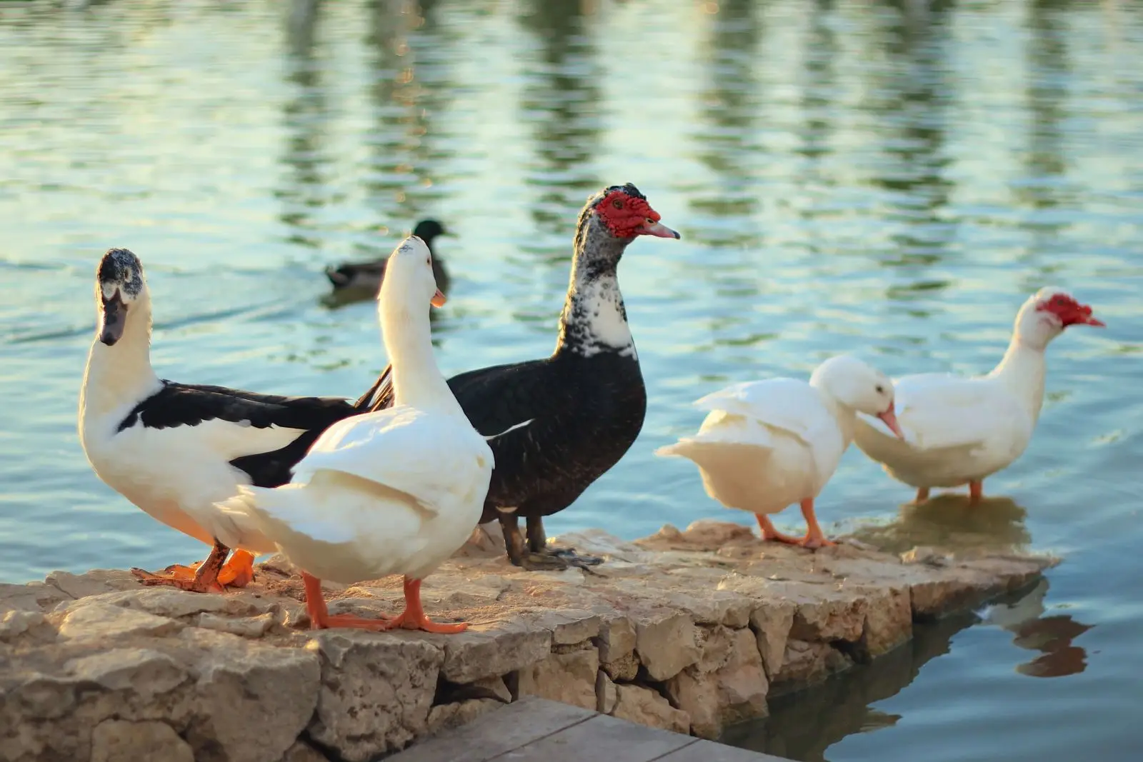 Muscovy-Duck 20