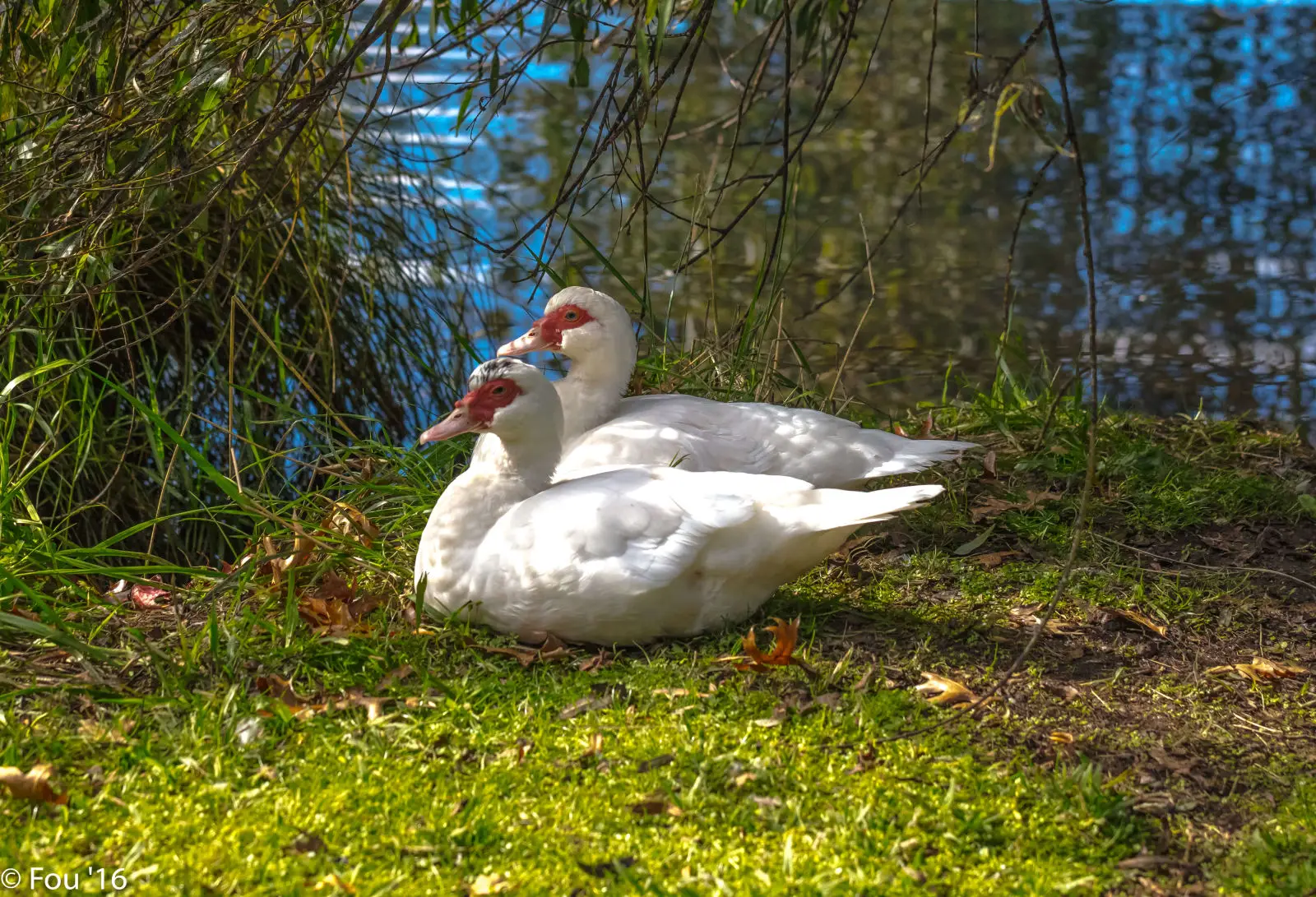 Muscovy-Duck 21