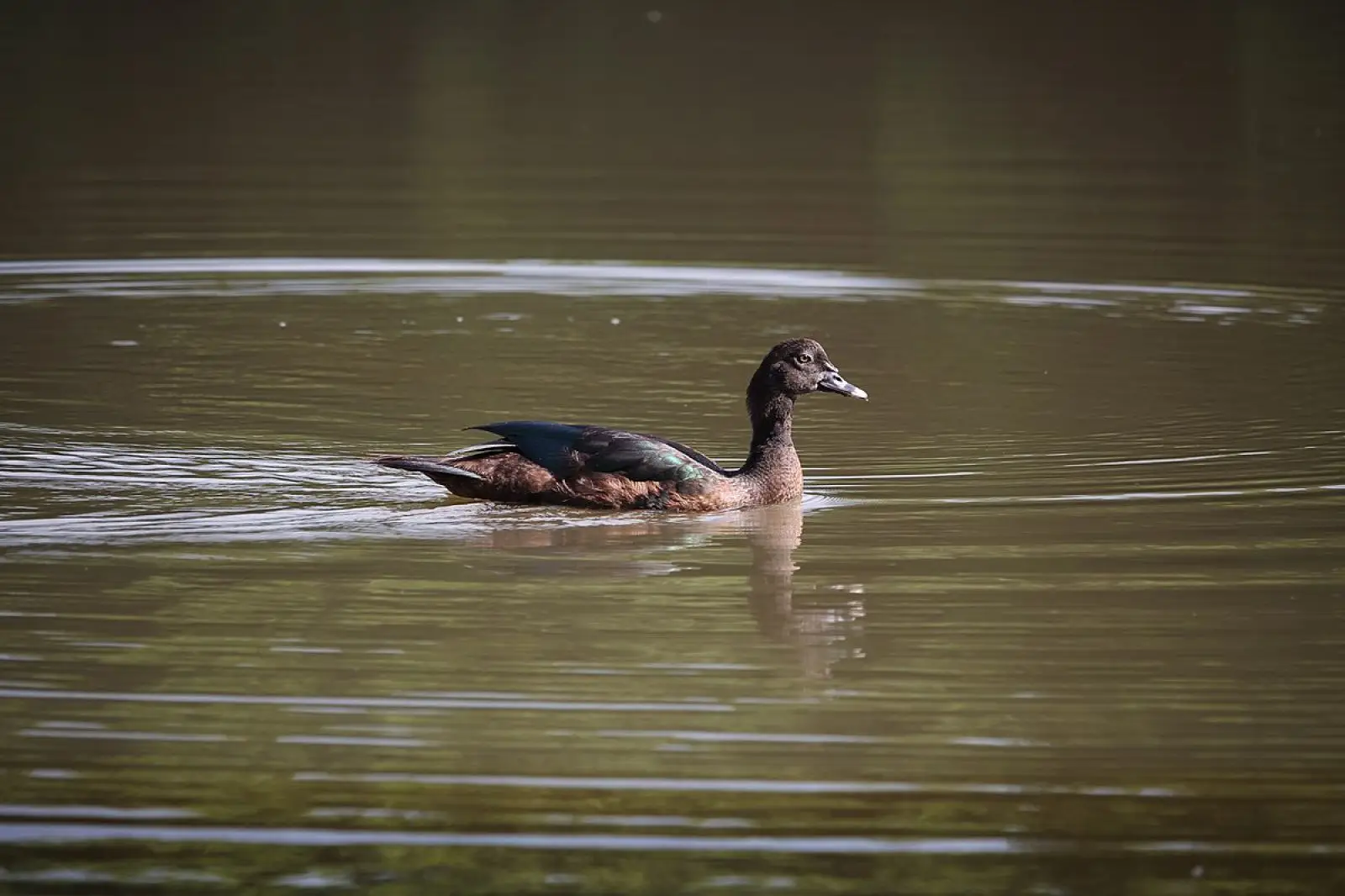 Muscovy-Duck 22