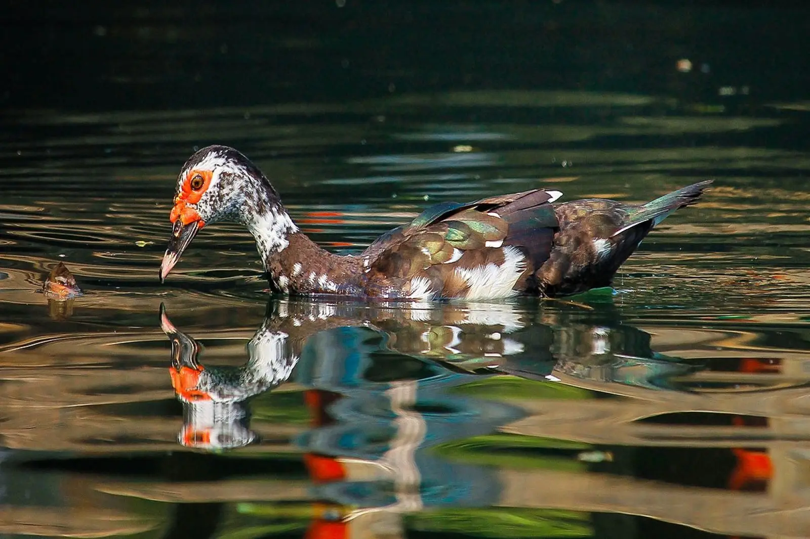 Muscovy-Duck 23