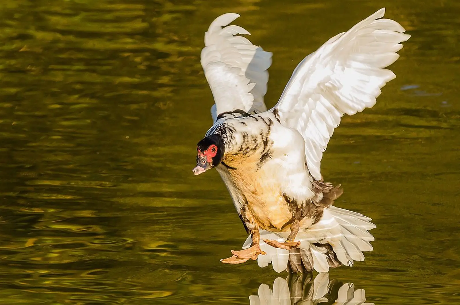 Muscovy-Duck 24