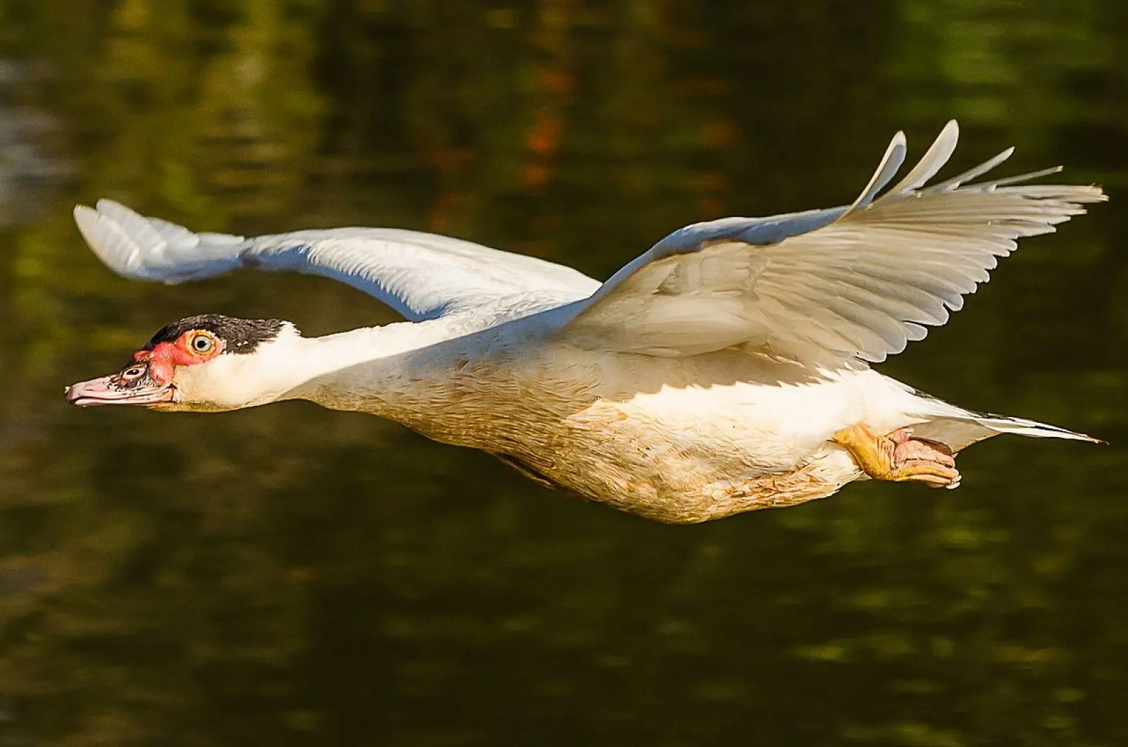 Muscovy-Duck 25