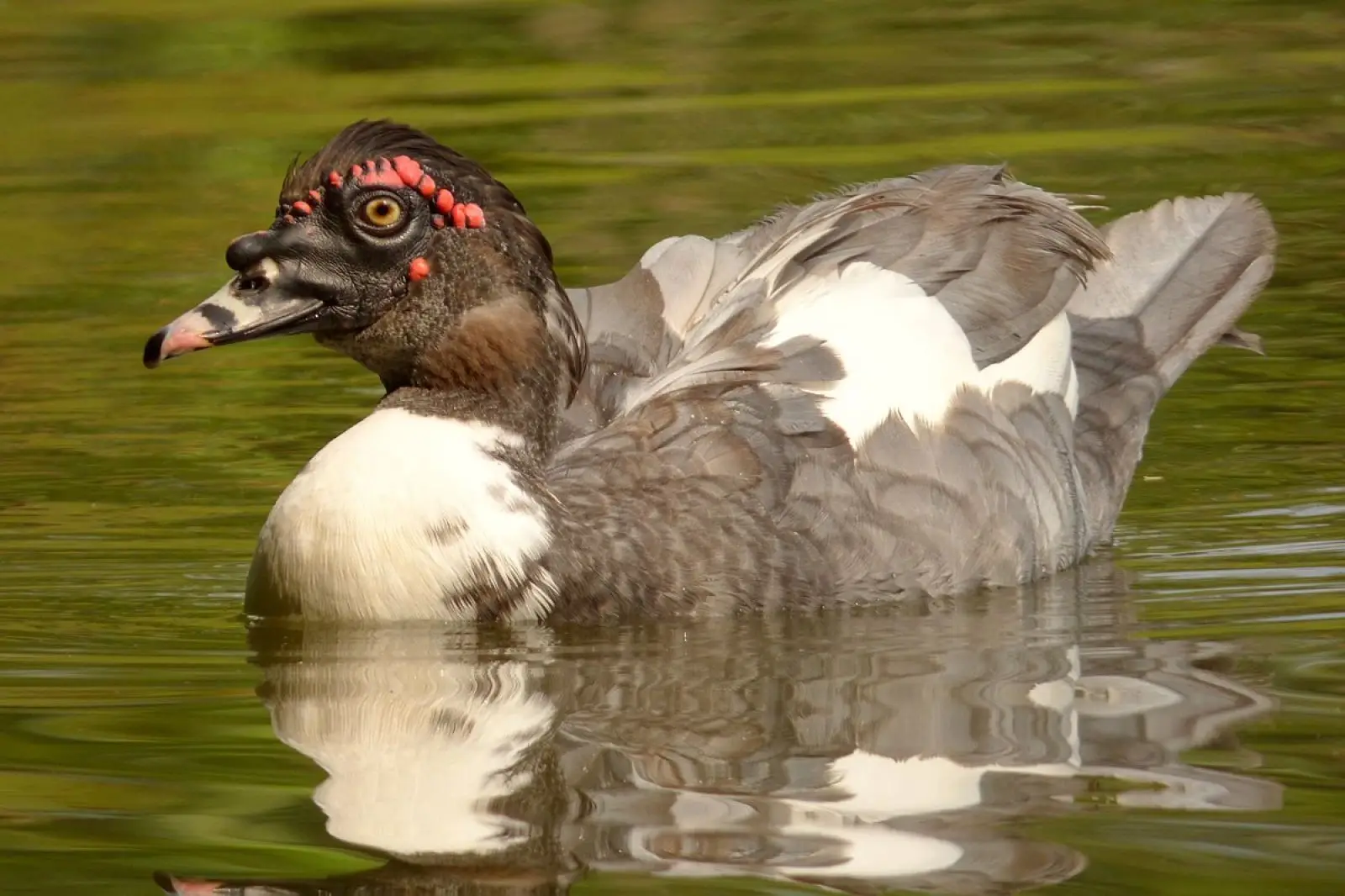 Muscovy-Duck 26