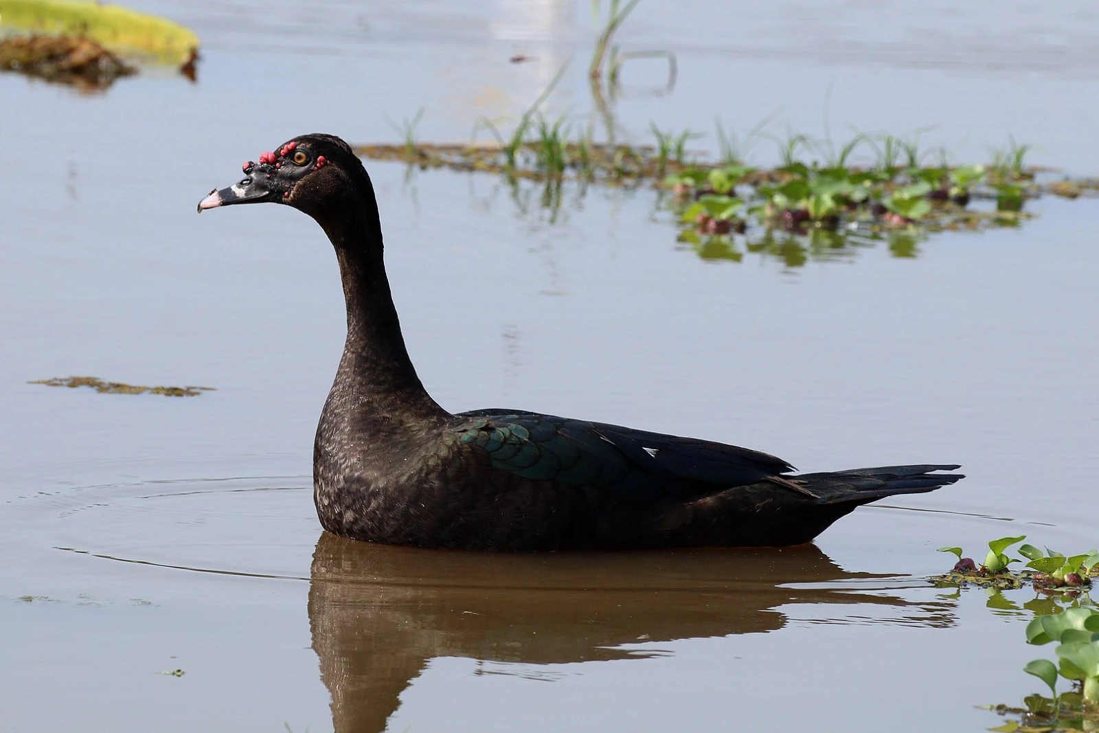 Muscovy-Duck 27