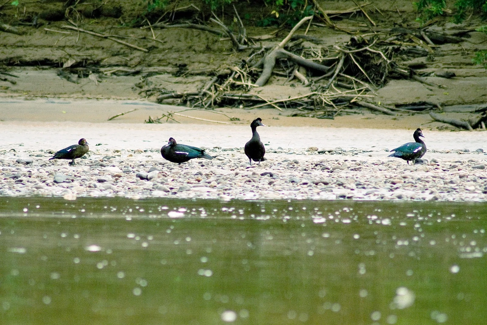 Muscovy-Duck 28