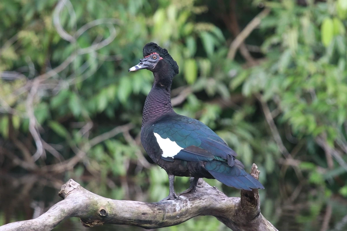 Muscovy-Duck 29