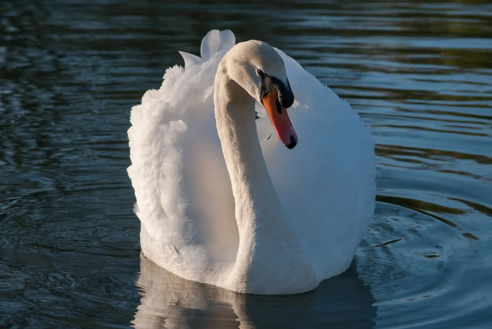 Mute-Swan 01