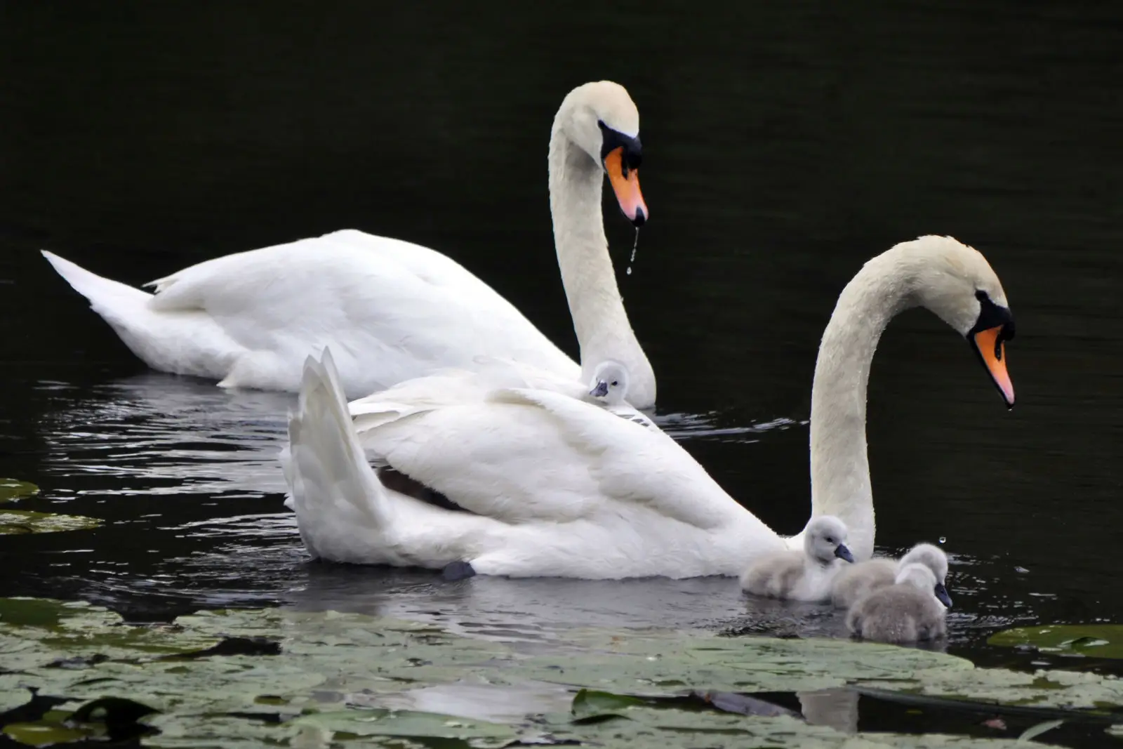 Mute-Swan 02