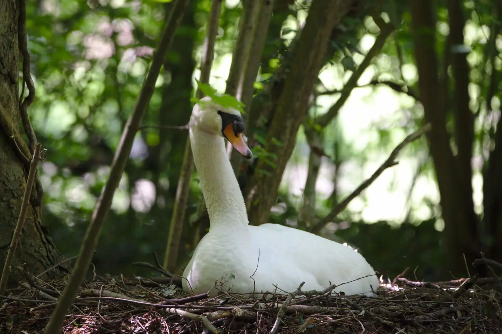 Mute-Swan 03