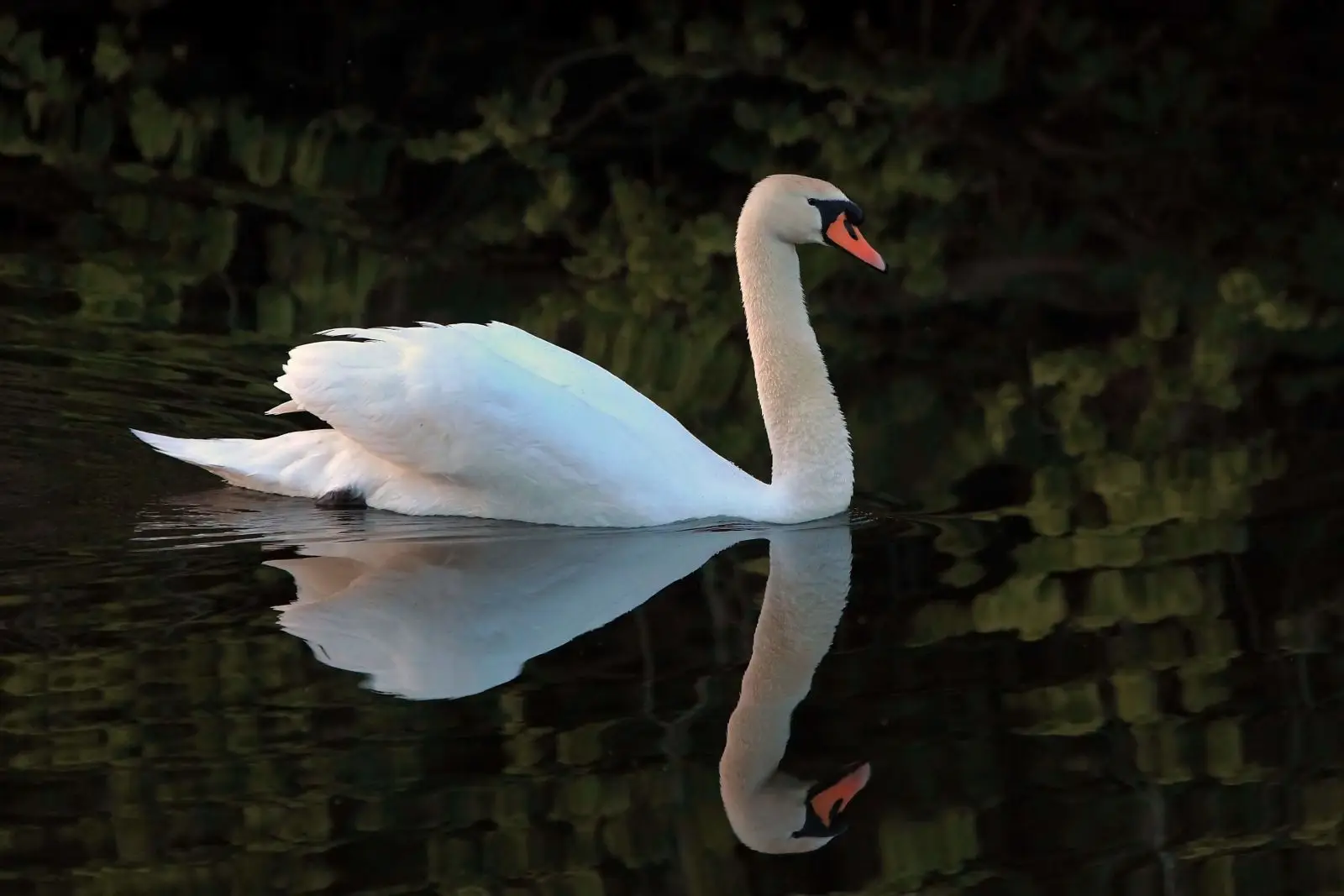 Mute-Swan 04