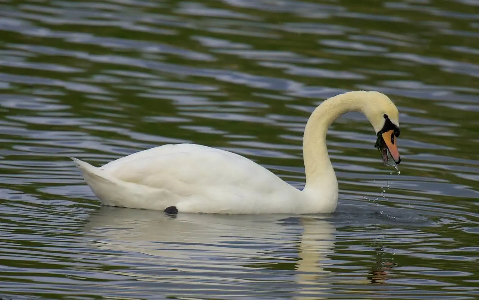 Mute-Swan 05