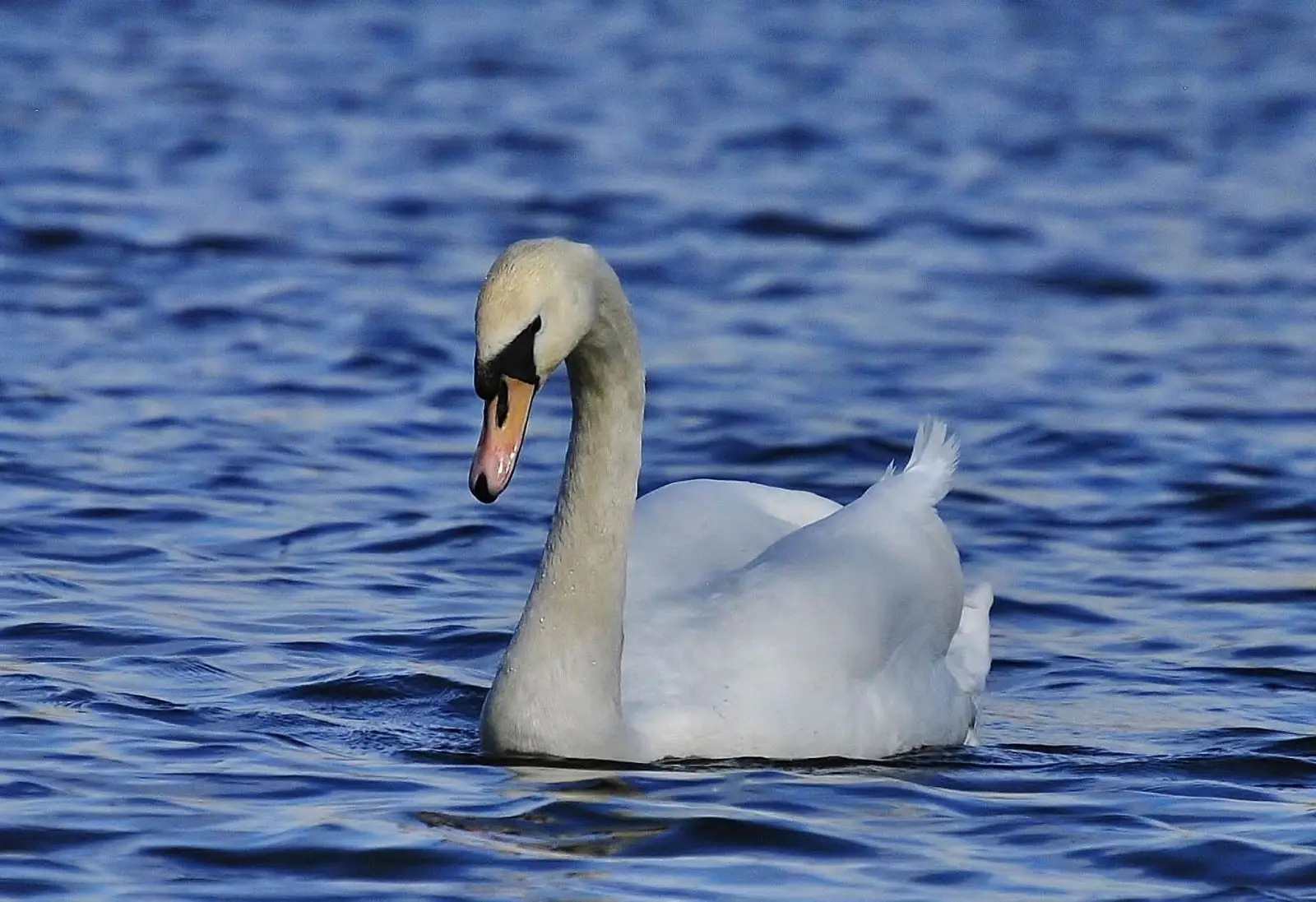 Mute-Swan 06
