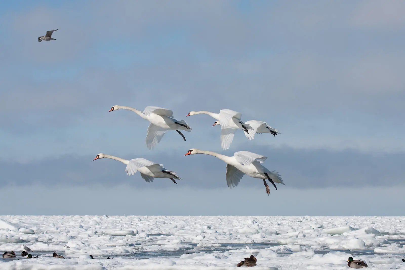 Mute-Swan 07