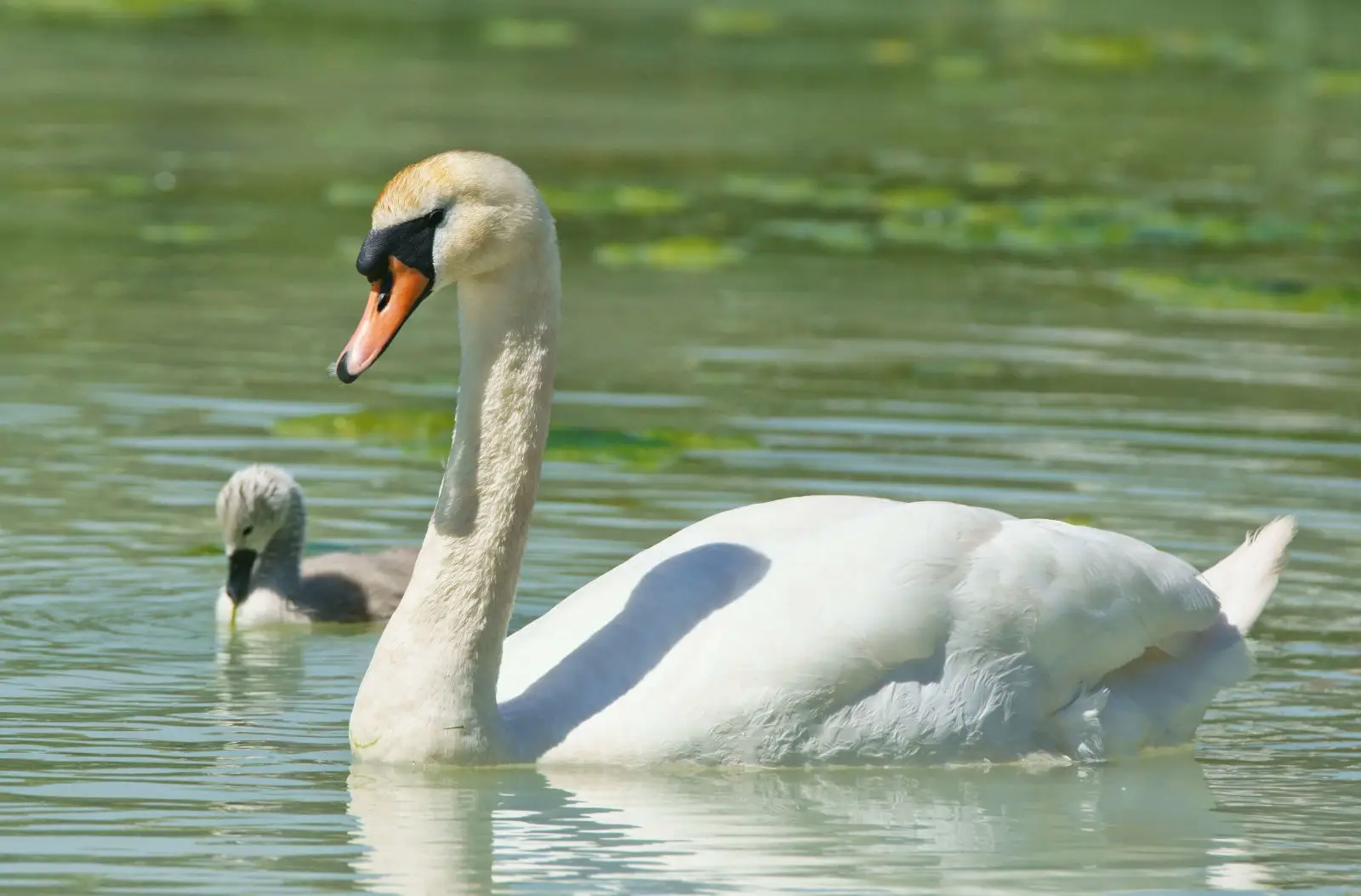 Mute-Swan 08
