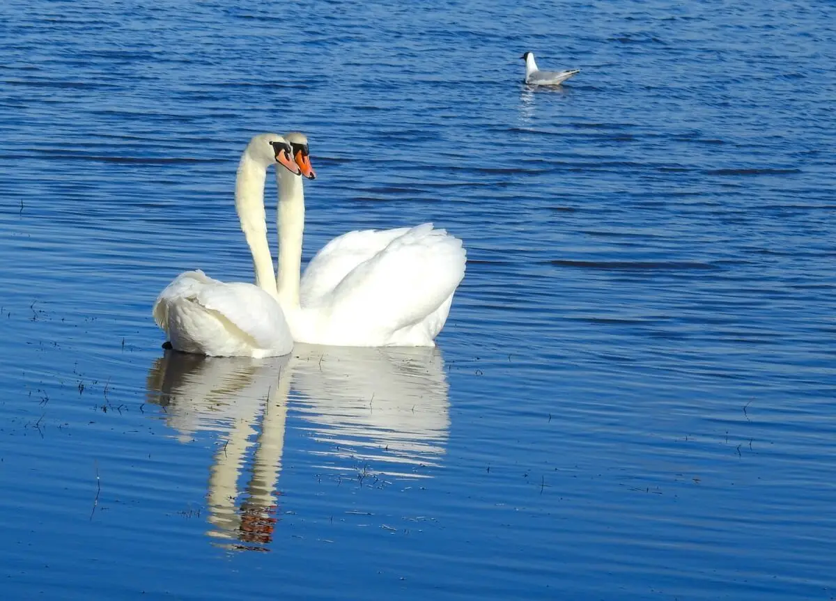 Mute-Swan 09