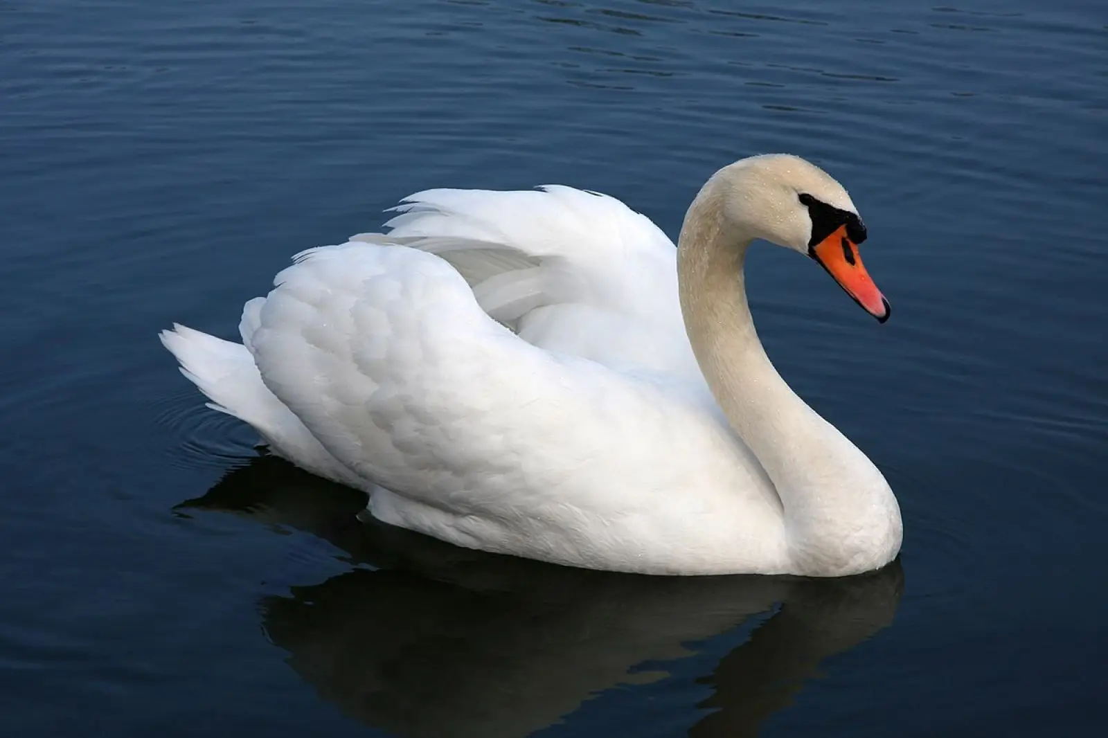 Mute-Swan 10