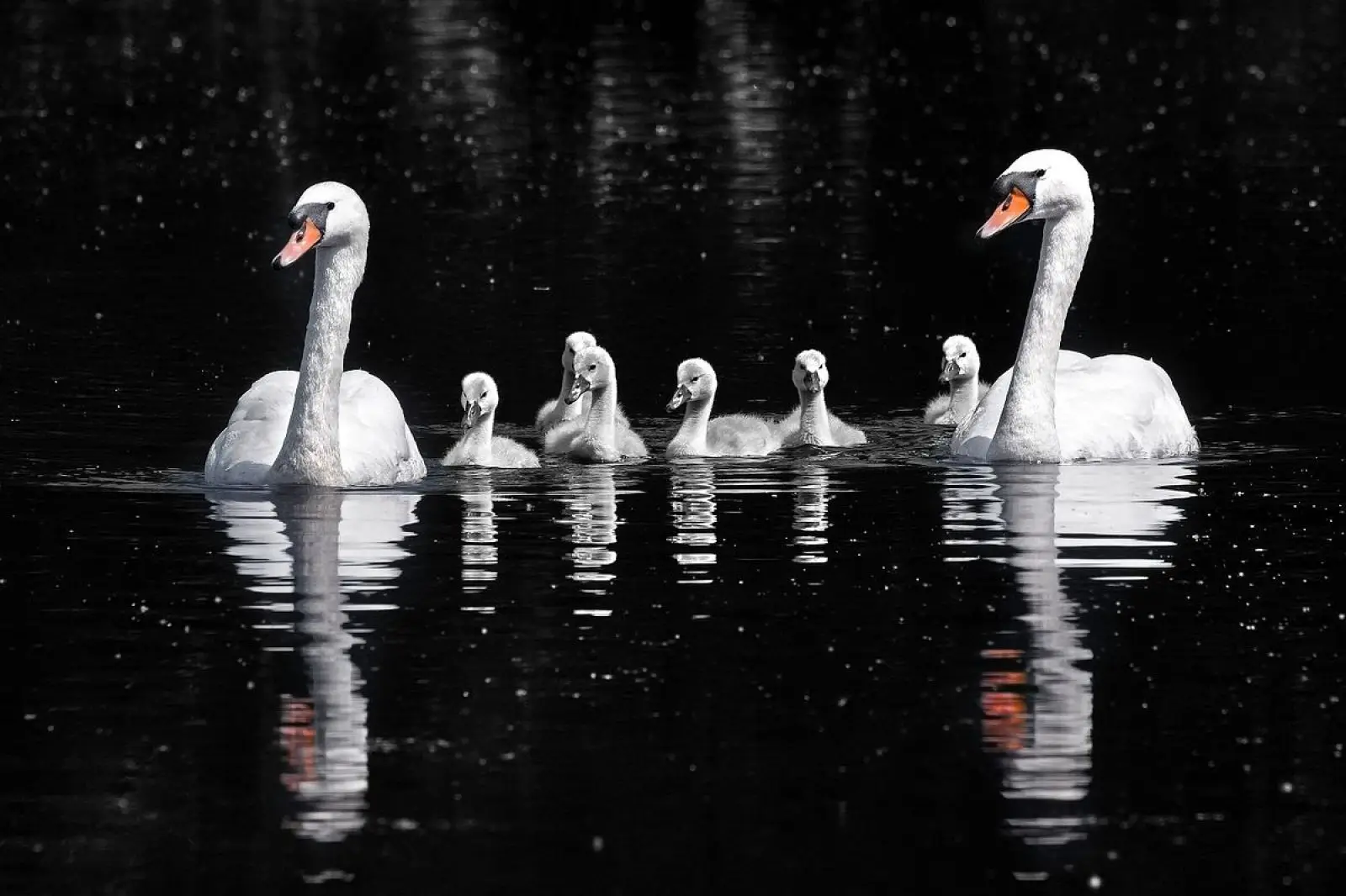 Mute-Swan 11