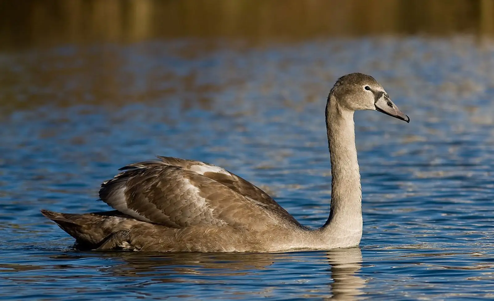Mute-Swan 12