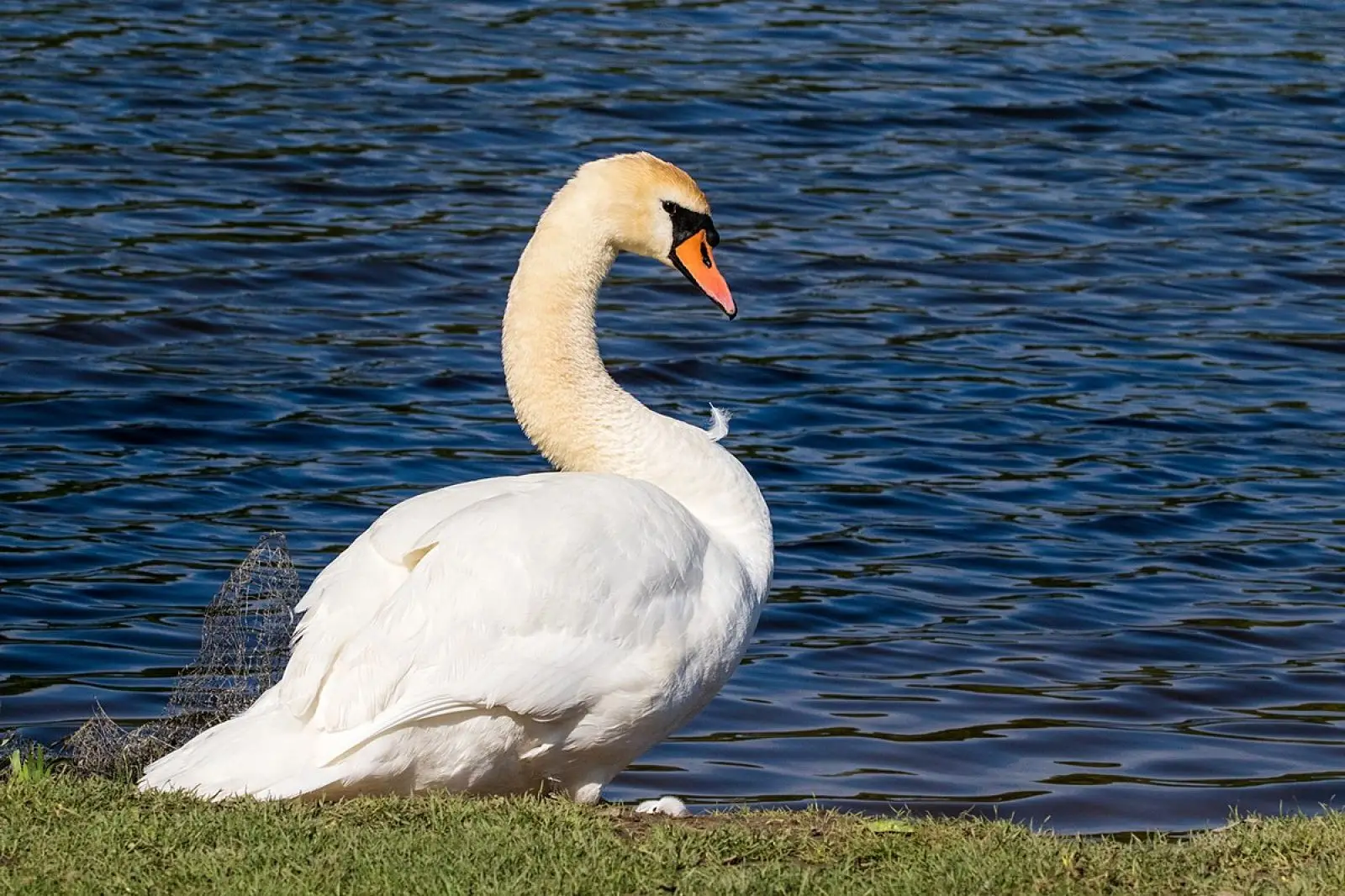 Mute-Swan 13