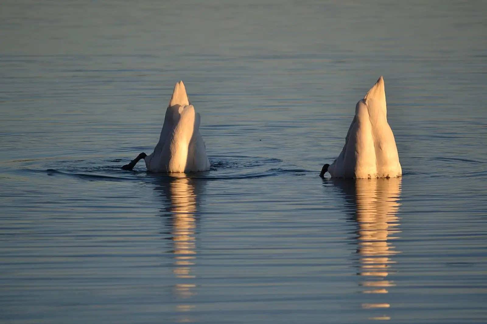 Mute-Swan 14