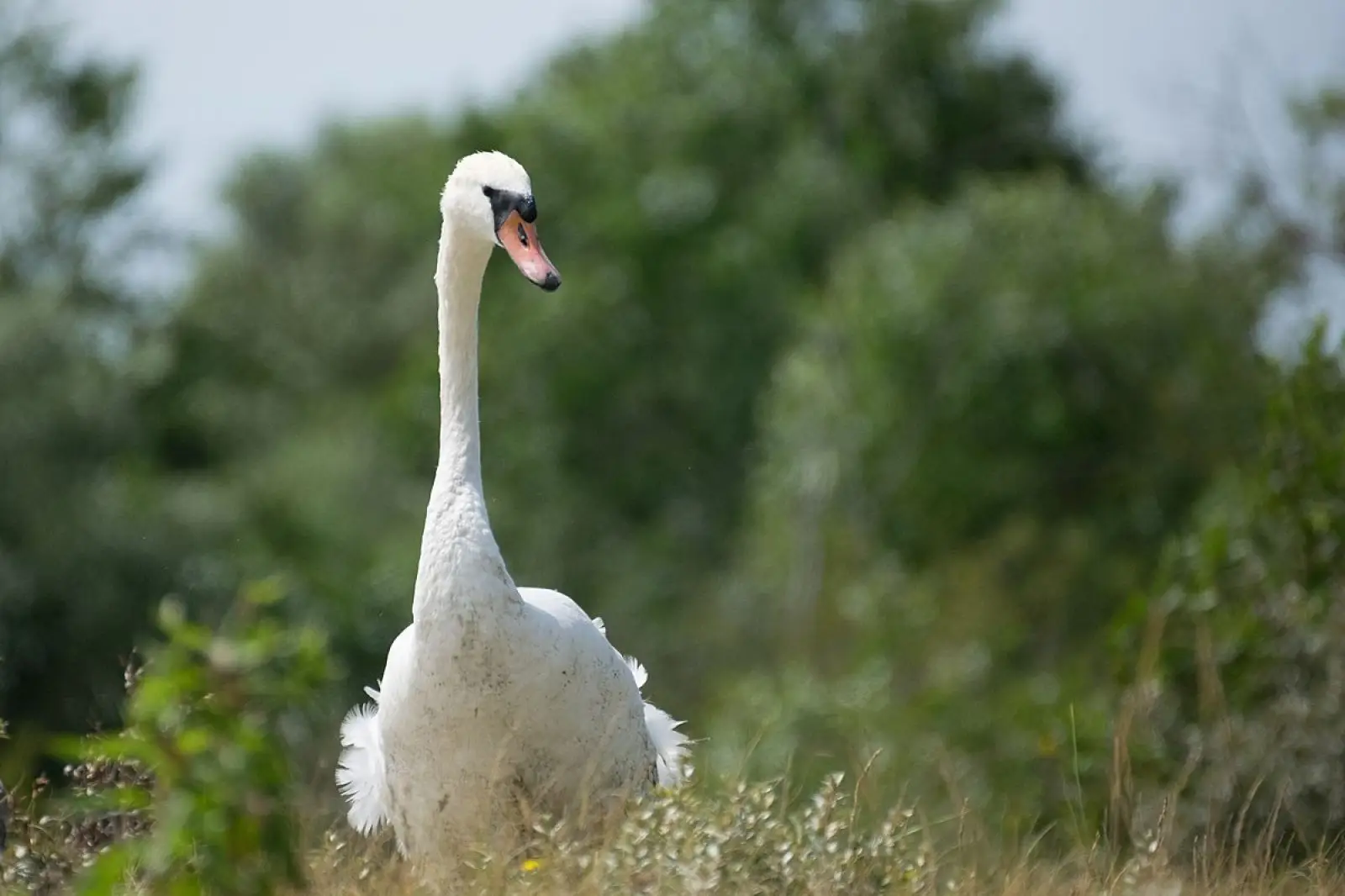 Mute-Swan 15