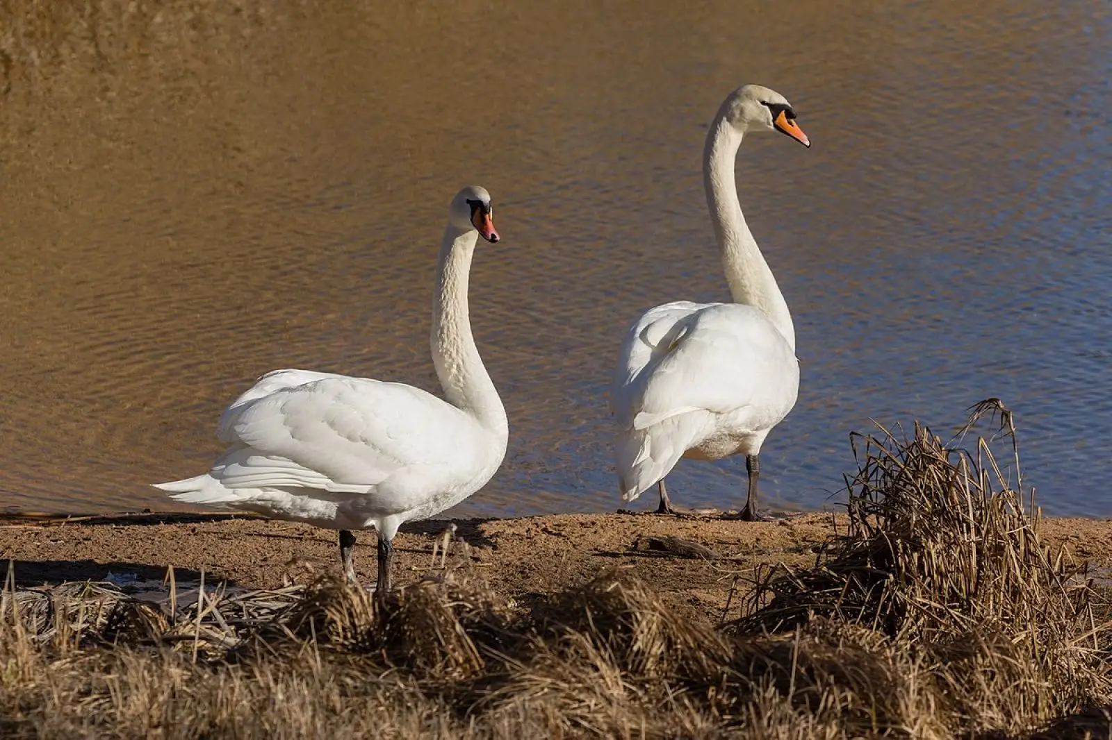 Mute-Swan 16