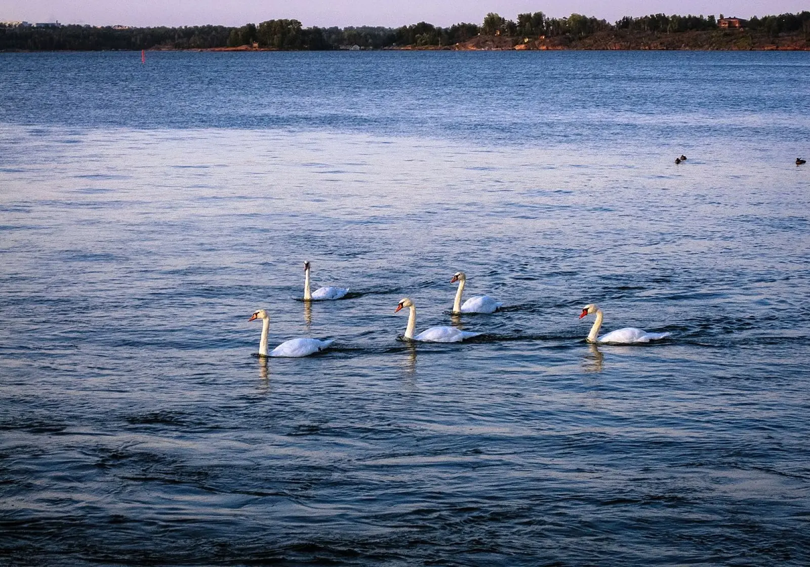 Mute-Swan 17