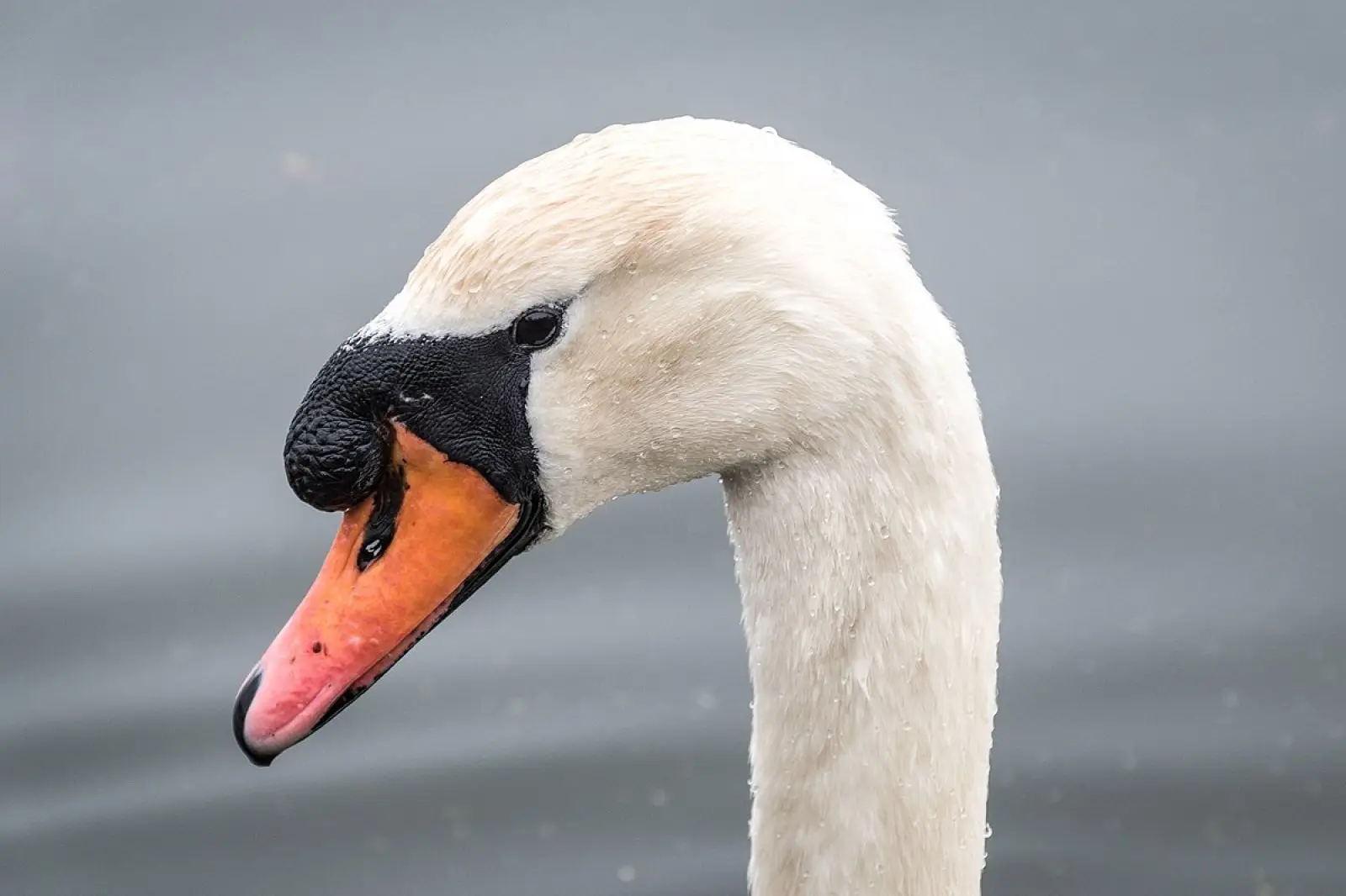 Mute-Swan 18
